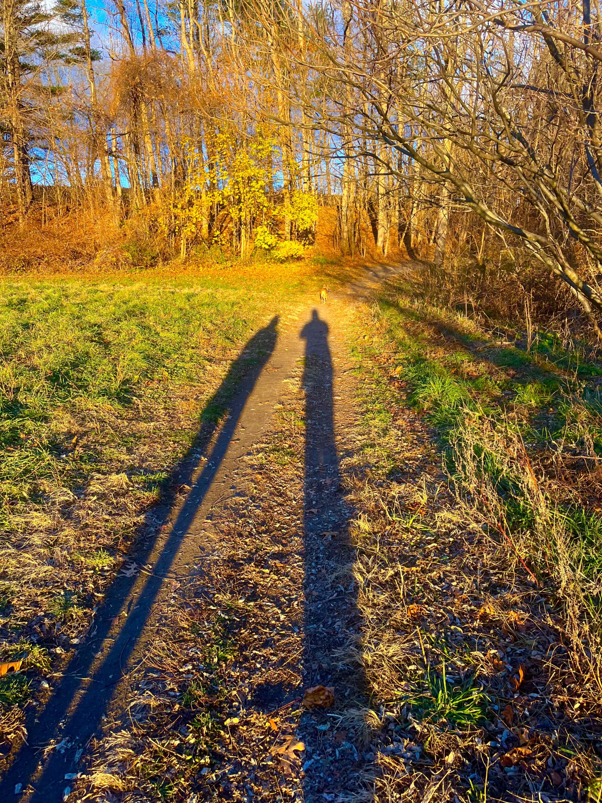 Walking Together | Relationship Coaching | Jonathan Stein Two long shadows of people walking together along a sunlit autumn path, with a dog ahead.